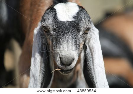 Close up of a long-eared goat's face whilst he is having a munch