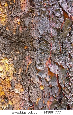 Corymbia terminalis also known as the desert bloodwood is a tree native to Australia