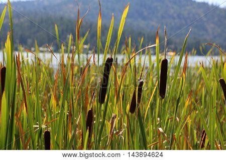 Cattail plant