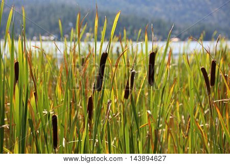 Cattail plant