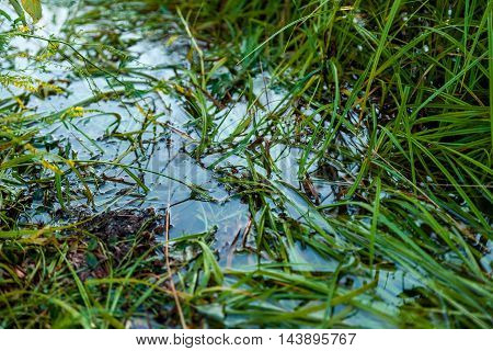 Grass in the puddle on the field.