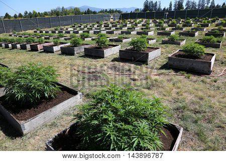 Marijuana Plants growing outdoors 