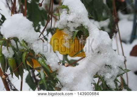 Flowers In The Snow.