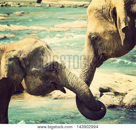 Kissing Elephant Love