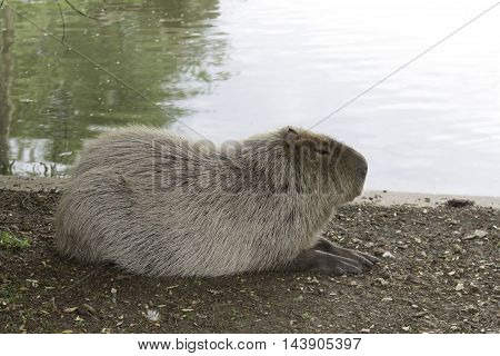 Sleeping capibara laying near the pond and water