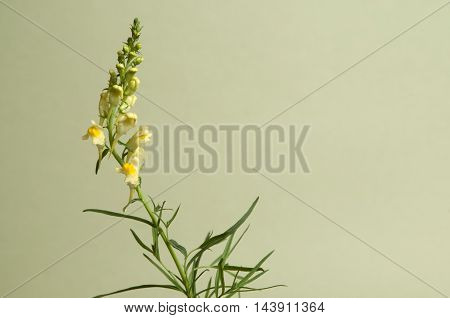 Toadflax flowers over green background close up