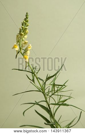 Toadflax flowers over green background close up
