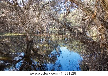 Herdsman Lake landscape with paper bark tree reflections in the wetland waters in Western Australia.
