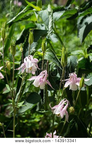 flowers aquilegia vulgaris - Common columbine - soft focus