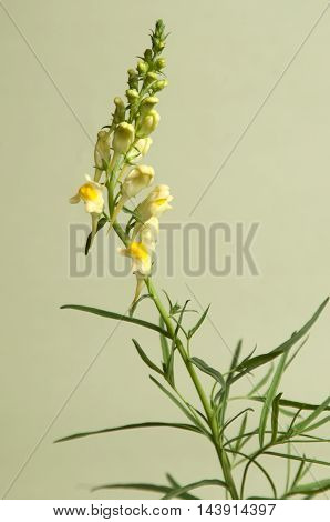 Toadflax flowers over green background close up