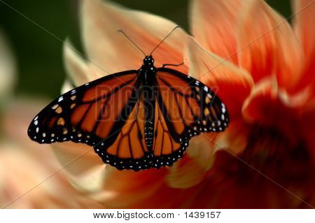 Bellezza di farfalla