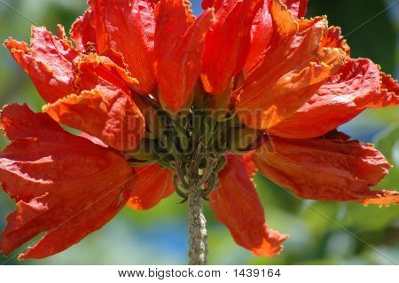 Fiore rosso della fiamma