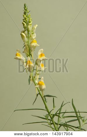 Toadflax flowers over green background close up