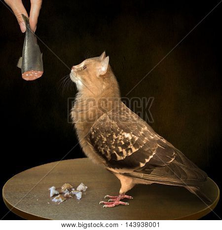 A body of a bird plus a head of a cat.