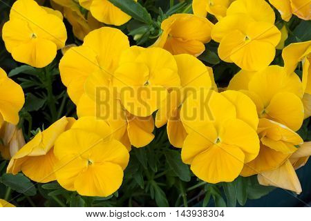 Garden pansy (Viola tricolor var. hortensis). Flowering plant.