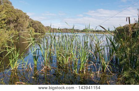 Lush green plants, reed and grasses in the freshwater wetland under a blue sky with clouds at Herdsman Lake in Western Australia.