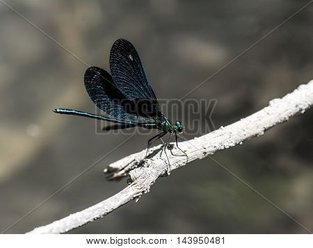 Small emerald green dragonfly outdoor macro closeup