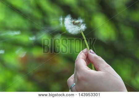 Closeup of dandelion in a hand against green background.