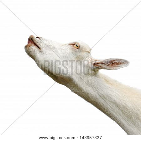 Beautiful, cute, young white goat isolated on white background. Farm animals. Funny goat try to kiss someone. Speaking goat