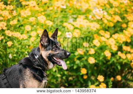 The Portrait Of Staring Purebred Short-Haired German Shepherd Adult Dog Or Alsatian Wolf Dog With Prick-Ears, Opened Jaws, Tongue, Teeth. Bright Copyspace.