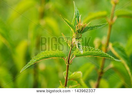 The Twig Of Wild Plant Nettle Or Stinging Nettle Or Urtica Dioica In Summer Spring Field At Sunset Sunrise. Close Up, Detail, At Green Background