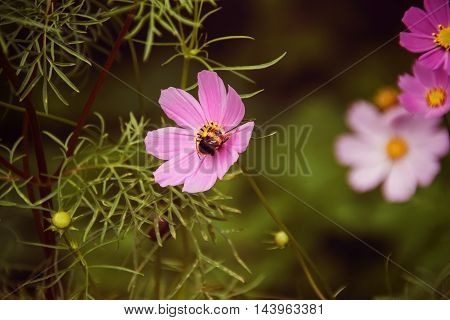 Bee in flower bee amazing,honeybee pollinated of flower