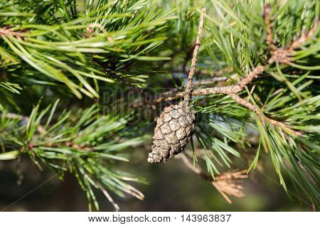 one lonely pinecone in the three behind the green needless