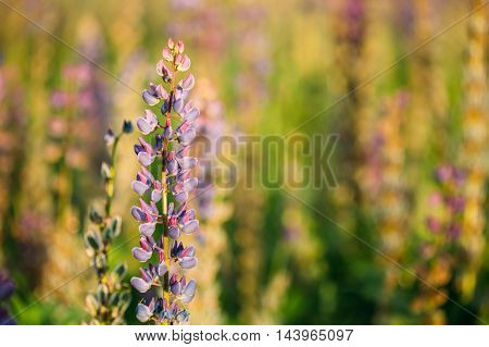 Wild Flowers Lupine In Summer Field Meadow At Sunset Sunrise. Close Up. Copyspace. Lupinus, Commonly Known As Lupin Or Lupine, Is A Genus Of Flowering Plants In The Legume Family, Fabaceae.