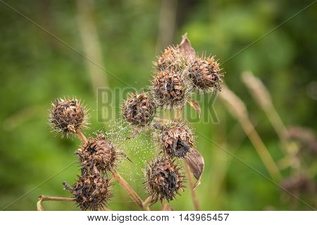 Blossoming beautiful flower with burdock prickles. Arctium lappa