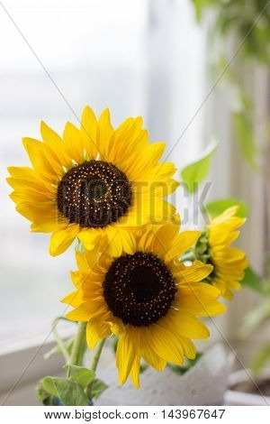 Two blooming sunflowers in the vase on the window