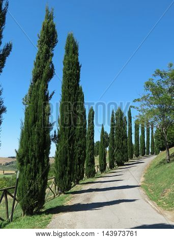 A Row Of Cypress Trees