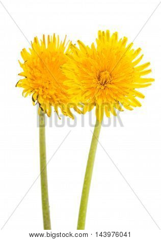 dandelion yellow  flower on a white background