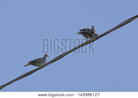 a cute turtledove rest on electric cables