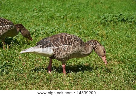Grey geese graze. Goose eating green grass