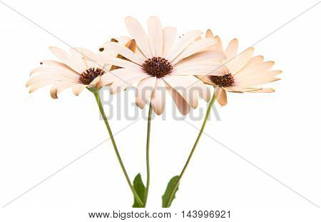 Osteospermum Daisy or Cape Daisy Flower Flower Isolated over White Background. Macro Closeup
