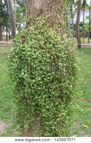 Dischidia Ruscifolia Or Million Hearts Plant On Tree
