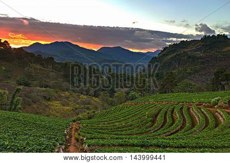 Dawn Of Strawberry Field At Doi Ang Khang - Chiang Mai, Thailand