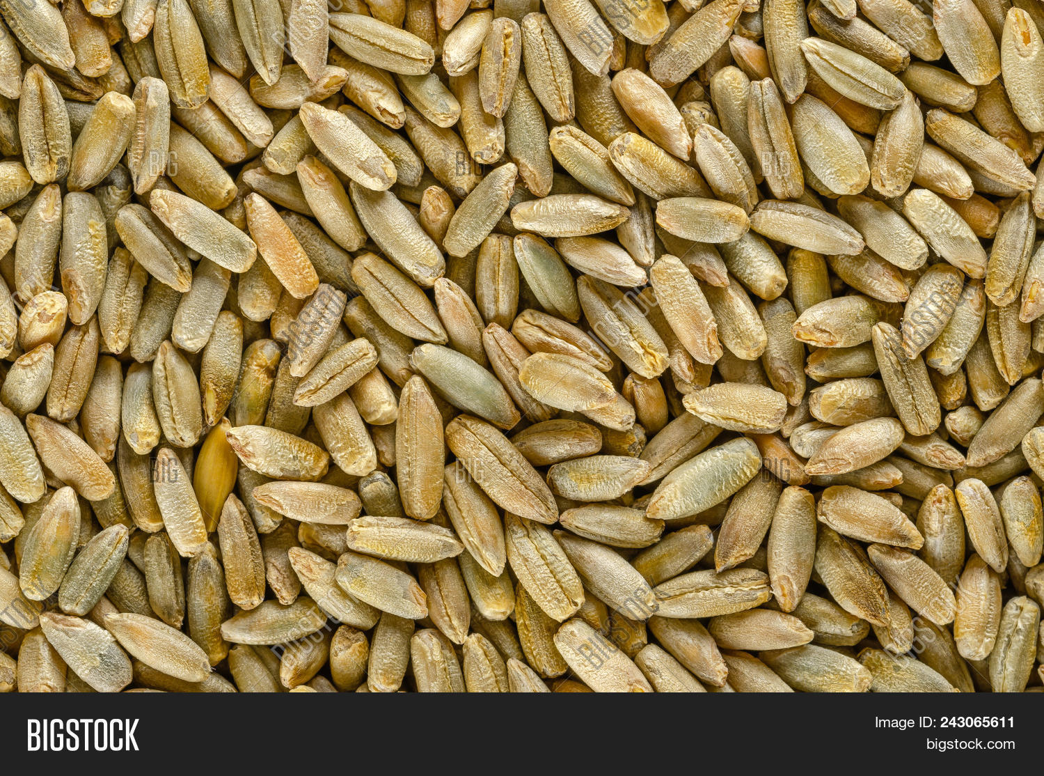 Rye Grains, Macro Image & Photo (Free Trial) Bigstock
