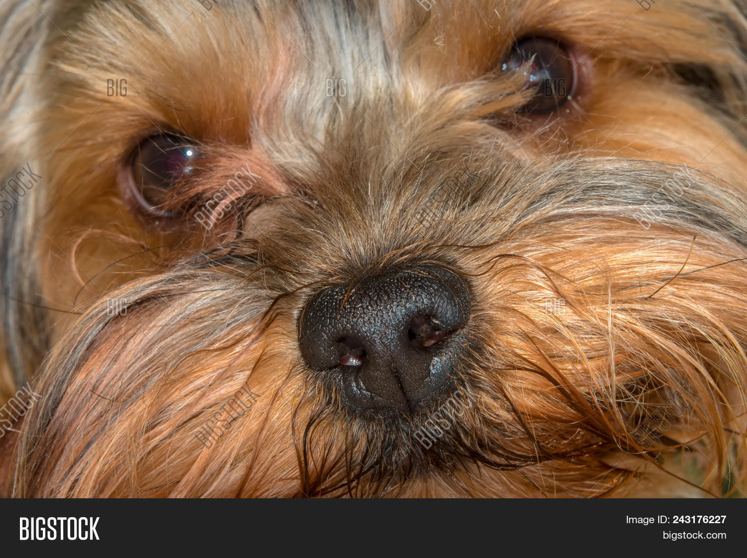 улыбка йорка. ершичский терьер. йоркширский терьер носик. йоркширский терьер нос. йоркширский терьер нос.