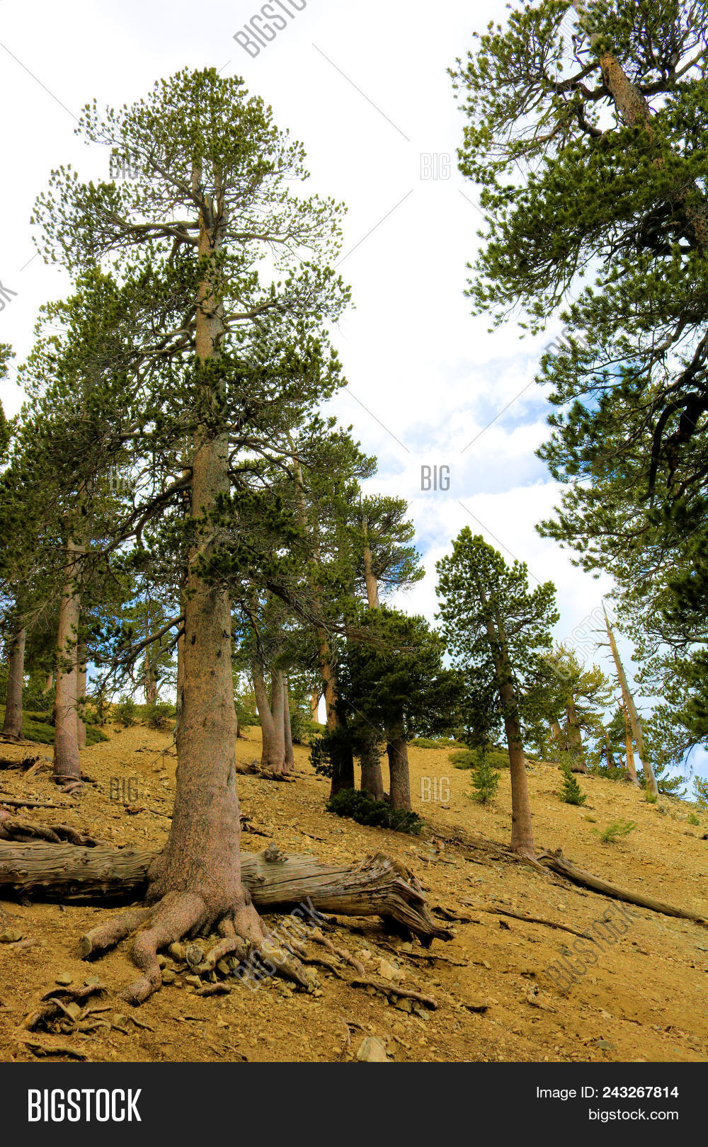 Lodgepole Pine Trees Image & Photo (Free Trial) Bigstock