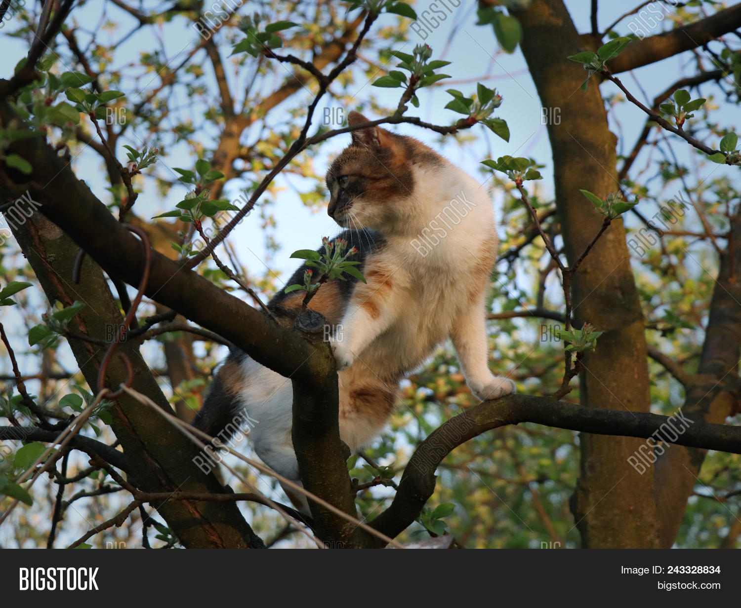 Domestic Cat Sitting Image & Photo (Free Trial) Bigstock