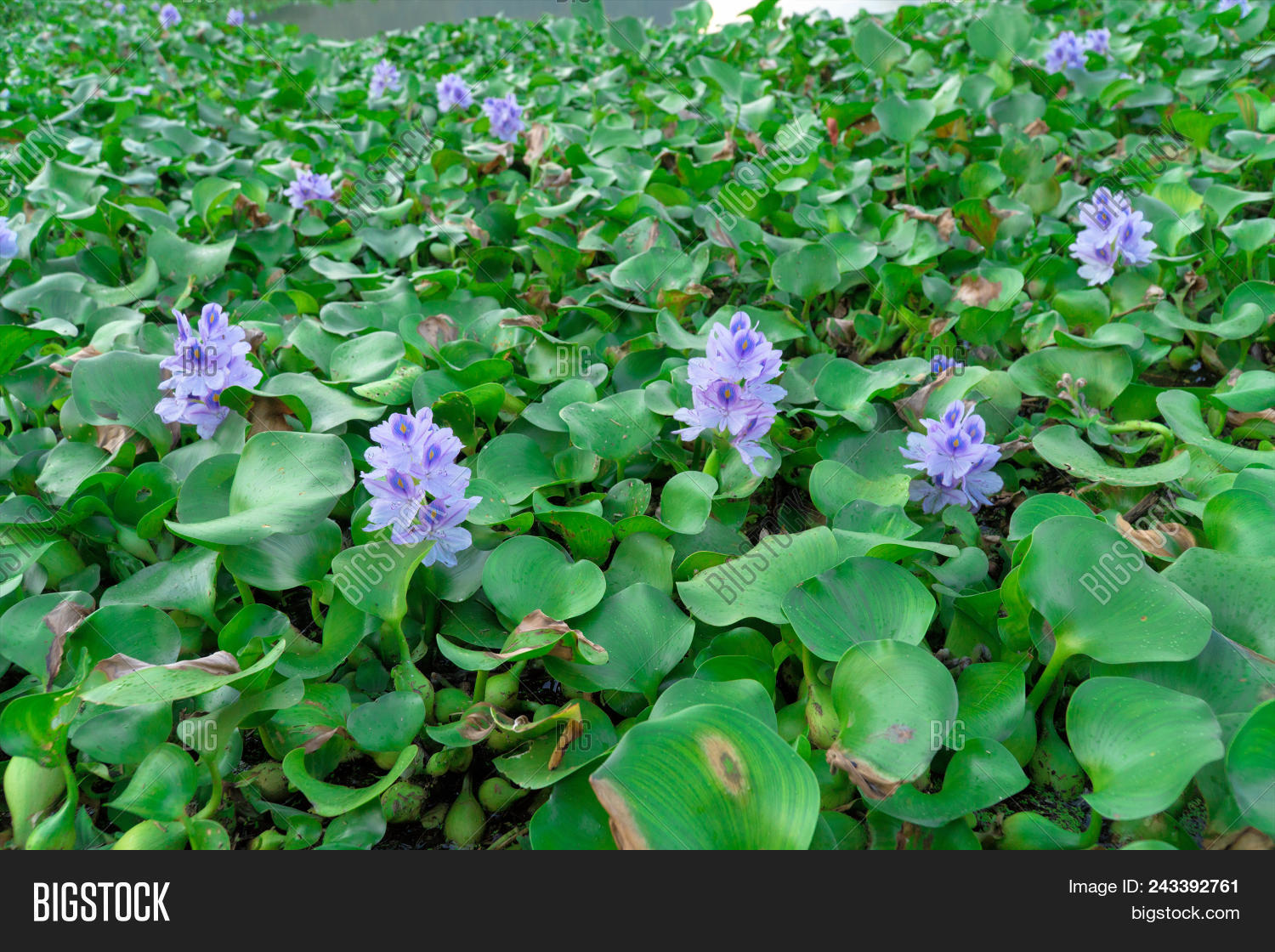 Common Water Hyacinth, Image & Photo (Free Trial) Bigstock
