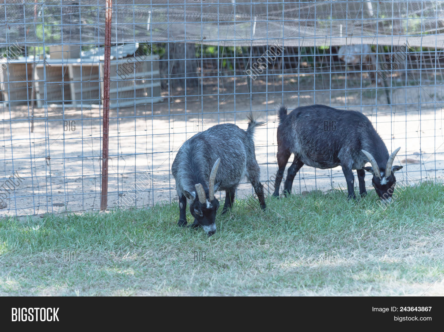 Goat Grazing Grass Image & Photo (Free Trial) Bigstock