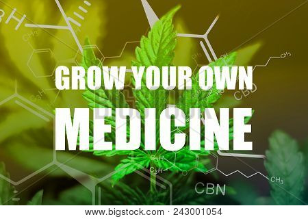 A Beautiful Sheet Of Cannabis Marijuana In The Defocus With The Image Of The Formula Thc Cbd Cbn Abs