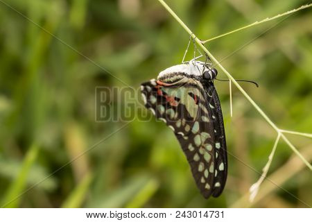 Common Jay Butterfly (graphium Doson) Resting On Grass Flower After Birth In The Morning