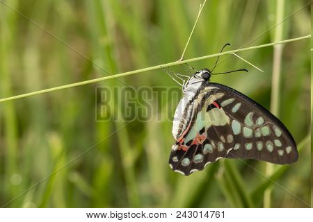 Common Jay Butterfly (graphium Doson) Resting On Grass Flower After Birth