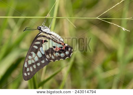 Common Jay Butterfly (graphium Doson) Resting On Grass Flower After Birth