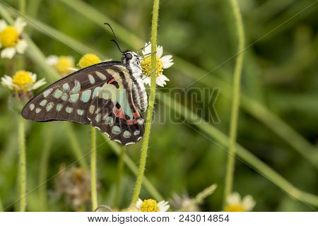 Common Jay Butterfly (graphium Doson) Resting On Grass Flower After Birth