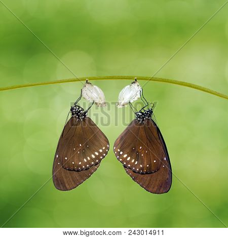 Common Crow Butterfly ( Euploea Core ) Emerged From Pupa Hanging On Twig