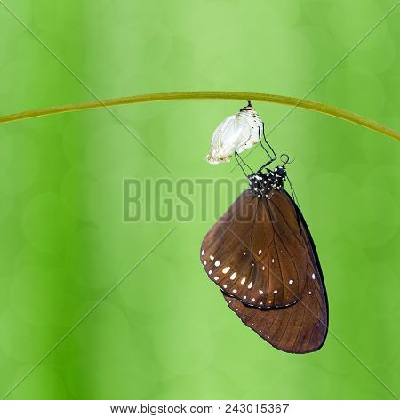 Common Crow Butterfly ( Euploea Core ) Emerged From Pupa Hanging On Twig